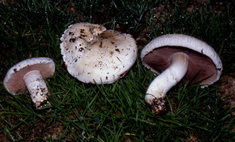 un MIX   per gli appassionati del Genere Agaricus